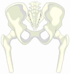 hip