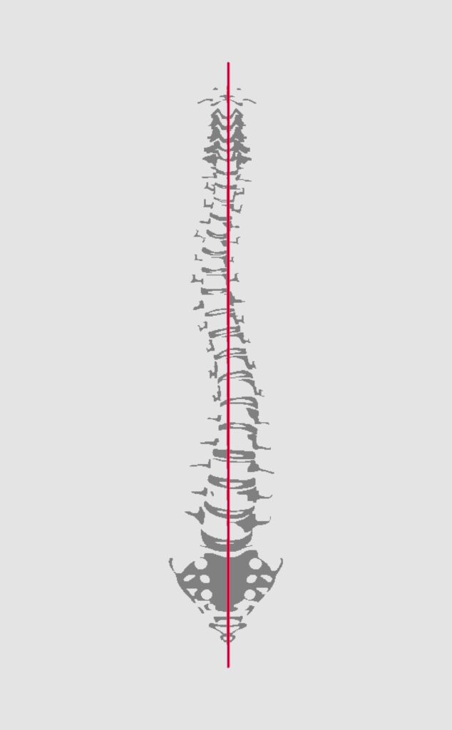 spine